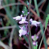 100 BLUE TOADFLAX Linaria Canadensis Antirrhinum Canadian Flower Seeds