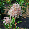 20 White NEW JERSEY TEA Hummingbird Flower Ceanothus Americanus Shrub Seeds