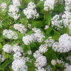 20 White NEW JERSEY TEA Hummingbird Flower Ceanothus Americanus Shrub Seeds