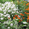 20 White NEW JERSEY TEA Hummingbird Flower Ceanothus Americanus Shrub Seeds