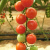 100 Red SWEETIE CHERRY TOMATO Super Sweet 1" Lycopersicon Fruit Vegetable Seeds