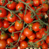 100 Red SWEETIE CHERRY TOMATO Super Sweet 1" Lycopersicon Fruit Vegetable Seeds