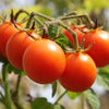 100 Red SWEETIE CHERRY TOMATO Super Sweet 1" Lycopersicon Fruit Vegetable Seeds