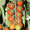 100 Red SWEETIE CHERRY TOMATO Super Sweet 1" Lycopersicon Fruit Vegetable Seeds