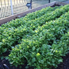 1500 SEVEN TOP TURNIP For Leaf Greens & Sprouts Brassica Rapa Vegetable Seeds