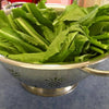 1500 SEVEN TOP TURNIP For Leaf Greens & Sprouts Brassica Rapa Vegetable Seeds