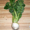 3000 SHOGOIN TURNIP White Japanese Brassica Rapa Root & Greens Vegetable Seeds