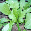3000 SHOGOIN TURNIP White Japanese Brassica Rapa Root & Greens Vegetable Seeds
