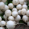 3000 SHOGOIN TURNIP White Japanese Brassica Rapa Root & Greens Vegetable Seeds