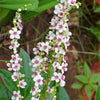 50 WEDDING CANDLES VERBASCUM Chaixii Album Mullein White Purple Flower Seeds