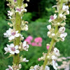 50 WEDDING CANDLES VERBASCUM Chaixii Album Mullein White Purple Flower Seeds