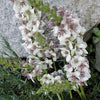 50 WEDDING CANDLES VERBASCUM Chaixii Album Mullein White Purple Flower Seeds