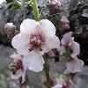 50 WEDDING CANDLES VERBASCUM Chaixii Album Mullein White Purple Flower Seeds