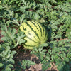 50 DIXIE QUEEN WATERMELON White & Red Citrullus Lanatus Melon Fruit Vine Seeds