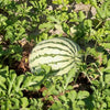 50 DIXIE QUEEN WATERMELON White & Red Citrullus Lanatus Melon Fruit Vine Seeds