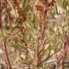 500 BEACH WORMWOOD Artemisia Caudata Silvermound Red Sagewort Herb Flower Seeds