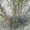 500 BEACH WORMWOOD Artemisia Caudata Silvermound Red Sagewort Herb Flower Seeds