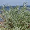 500 BEACH WORMWOOD Artemisia Caudata Silvermound Red Sagewort Herb Flower Seeds