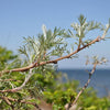 500 BEACH WORMWOOD Artemisia Caudata Silvermound Red Sagewort Herb Flower Seeds