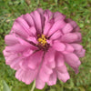 250 EXQUISITE ZINNIA Elegans Changes Color Red - Hot Pink Pale Pink Flower Seeds