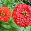 250 EXQUISITE ZINNIA Elegans Changes Color Red - Hot Pink Pale Pink Flower Seeds