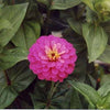 250 EXQUISITE ZINNIA Elegans Changes Color Red - Hot Pink Pale Pink Flower Seeds