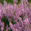 100 Scotch TRUE HEATHER Shrub Scot's Purple Pink Flower Calluna Vulgaris Seeds