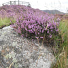 100 Scotch TRUE HEATHER Shrub Scot's Purple Pink Flower Calluna Vulgaris Seeds