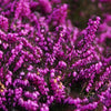 100 Scotch TRUE HEATHER Shrub Scot's Purple Pink Flower Calluna Vulgaris Seeds