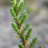 100 Scotch TRUE HEATHER Shrub Scot's Purple Pink Flower Calluna Vulgaris Seeds