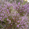 100 Scotch TRUE HEATHER Shrub Scot's Purple Pink Flower Calluna Vulgaris Seeds