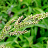 150 JAPANESE MILLET Billion Dollar Grass Grain Echinochloa Frumentacea Seeds