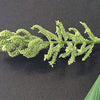 150 JAPANESE MILLET Billion Dollar Grass Grain Echinochloa Frumentacea Seeds