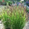 20 RED Spire MELIC GRASS Purple Melica Transsilvanica Flower Seeds