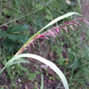 20 RED Spire MELIC GRASS Purple Melica Transsilvanica Flower Seeds