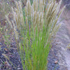 20 RED Spire MELIC GRASS Purple Melica Transsilvanica Flower Seeds