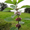 50 WHITE WOOD MINT Mentha Arvensis Wild Field Herb Flower Seeds