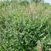 50 WHITE WOOD MINT Mentha Arvensis Wild Field Herb Flower Seeds