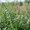 50 WHITE WOOD MINT Mentha Arvensis Wild Field Herb Flower Seeds