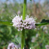 50 WHITE WOOD MINT Mentha Arvensis Wild Field Herb Flower Seeds