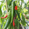 25 Organic KOREAN Dark GREEN PEPPER Lady Han Hot Chili Long Red Capsicum Annuum Seeds