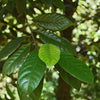 1 NUTMEG TREE Seed Myristica Fragrans Pala MACE Fruit Nut Pumpkin Pie Spice