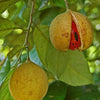 1 NUTMEG TREE Seed Myristica Fragrans Pala MACE Fruit Nut Pumpkin Pie Spice