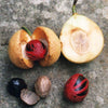 1 NUTMEG TREE Seed Myristica Fragrans Pala MACE Fruit Nut Pumpkin Pie Spice