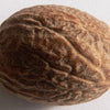 1 NUTMEG TREE Seed Myristica Fragrans Pala MACE Fruit Nut Pumpkin Pie Spice