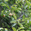 1 NUTMEG TREE Seed Myristica Fragrans Pala MACE Fruit Nut Pumpkin Pie Spice