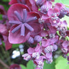 15 CHOCOLATE VINE Edible Fruit Akebia Trifoliata Flower Ornamental Climber Seeds