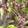 15 CHOCOLATE VINE Edible Fruit Akebia Trifoliata Flower Ornamental Climber Seeds