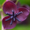 15 CHOCOLATE VINE Edible Fruit Akebia Trifoliata Flower Ornamental Climber Seeds