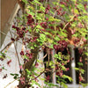 15 CHOCOLATE VINE Edible Fruit Akebia Trifoliata Flower Ornamental Climber Seeds